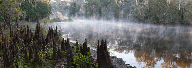 Panoramic photo of a misty river in the south with lots of cypress knees on the shore in the early...