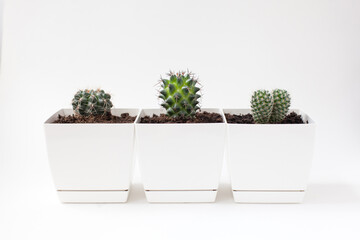 Three small cacti plants in white pots on white background