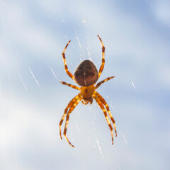 Spider.