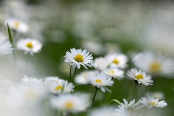 Daisy Field