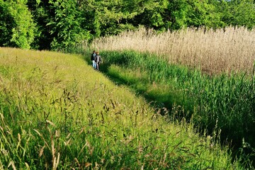 Wanderung durch hohes Schilf
