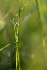 Damselfly on Grass