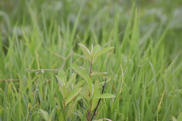 green grass in the wind