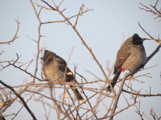 Ranthambore