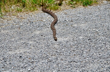 Eastern Milksnake in the wild