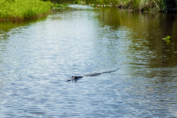 Crocodile alligator gator in the swamp in Everglades Gator Park landscape, Florida, tourist...