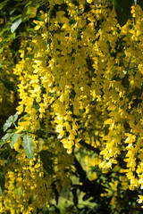 Cluster of flowers at sun.
Cluster of yellow flowers thru the sun.