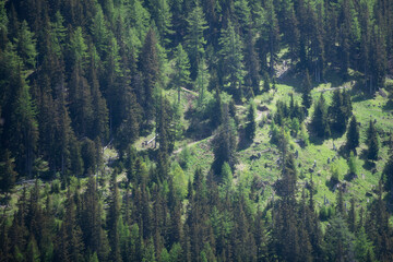 Obraz premium Deforestation and mountains against the blue sky.