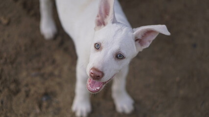 Obraz premium Little cute dog on the floor concept.