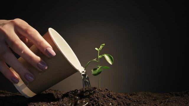 Plant growth. Ecology protection. Female hand watering small green sprout from disposable cup.