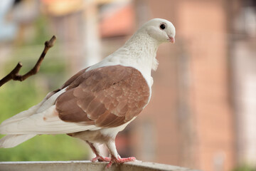 Beautiful brown domestic pigeon standing on the fence on a sunny summer day, pigeon looking at the camera. Blurred background. Nature and animal concept. Close up, selective focus