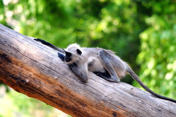 Monkey on the branch