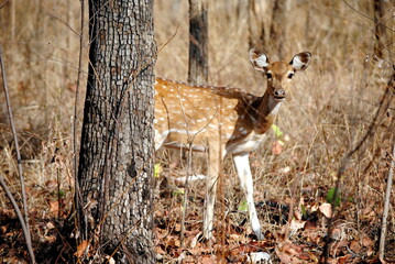 deer in the woods