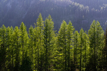 Alpine mountains, meadows and forests.