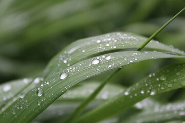 Naklejka premium green leaf of grass in the meadow with dew drops of rain close-up