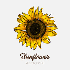 Botanical floral illustration, wild meadow sunflower, isolated on white background, card template, for book, cover, banner. Hand painted flowers. Vector, eps 10