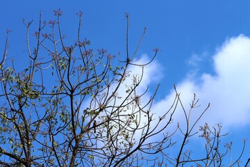 branches of a neem tree against blue sky