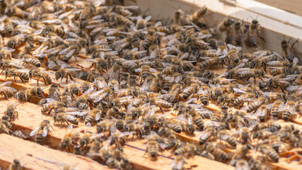 Close-up of kind-natured worker bees on the top of wooden frames in the beehive’s brood chamber. Inspection of a hive with carniolan honey bees in a small apiary in Trento, Italy on a warm sunny day