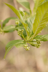 new young leaves bloom in spring on tree branches and bushes. Sunny warm spring weather
