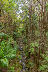 A. H. Reed Memorial Kauri Park at Whangarei, New Zealand