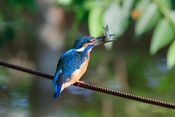 Kingfisher hunting in a pond in the park