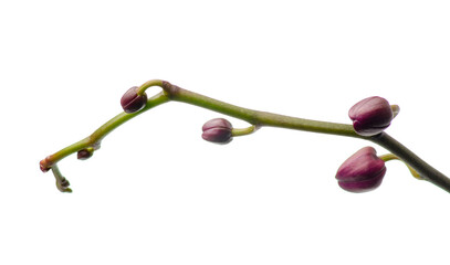Blooming orchid buds on white background isolation