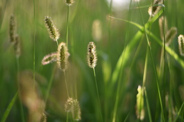 close up of grass