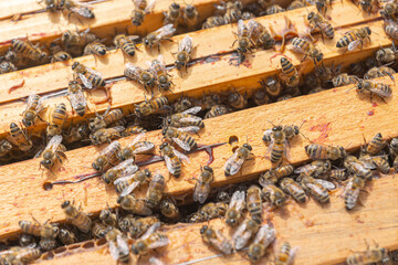 Close-up of kind-natured worker bees on the top of wooden frames in the beehive’s brood chamber. Inspection of a hive with carniolan honey bees in a small apiary in Trento, Italy on a warm sunny day