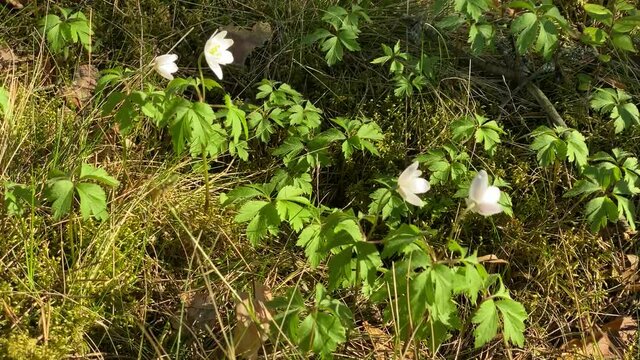 beautiful white flowers Anemonastrum in the forest on a bright sunny spring day