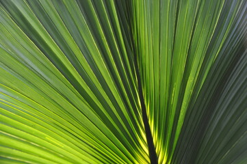 Light penetrates the palm leaf (sabal bermudana)