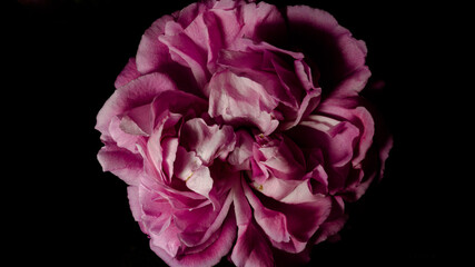 Whole pink rose with black background