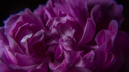 Pink rose and petals whit black background