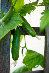 snack cucumber hanging from a trellis with a cucumber plant