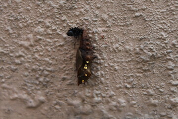 closeup of pupa of a butterfly sticking on a wall