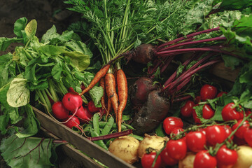 Fresh vegetables, potato, radish, tomato, carrot, beetroot in wooden box on ground on farm at sunset. Freshly bunch harvest. Healthy organic food, agriculture, close up