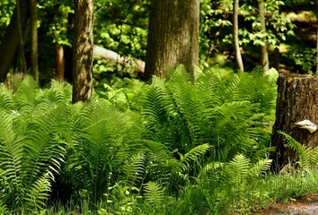 Bracken Fern is one of the most common and widespread ferns in the Pacific Northwest.
