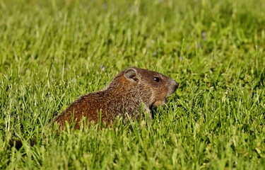Naklejka na ściany i meble The Groundhog on wildlife and conservation area 