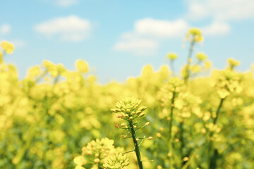 Beautiful rapeseed field. Amazing spring nature. Photo outdoor