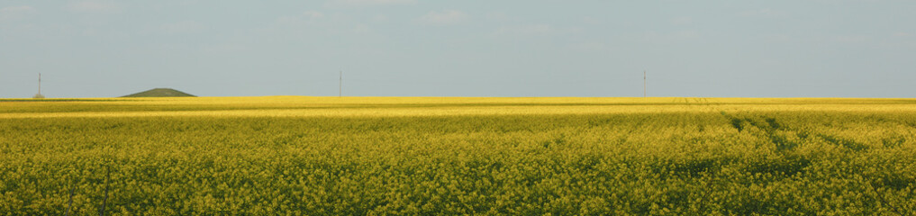 Beautiful rapeseed field. Amazing spring nature. Photo outdoor