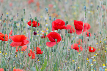 Obraz premium amapolas en campo de trigo 