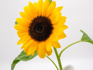 Obraz premium beautiful sunflower isolated on white background