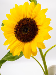 beautiful sunflower isolated on white background