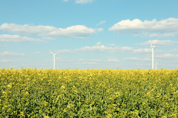 Beautiful rapeseed field with windmills against blue sky