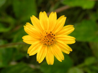 Yellow color Million Gold or Melampodium Paludosum flower