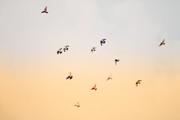 birds in the sky