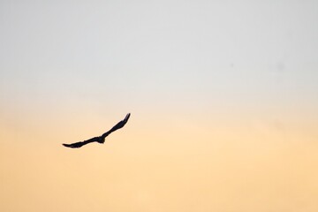 bird in flight