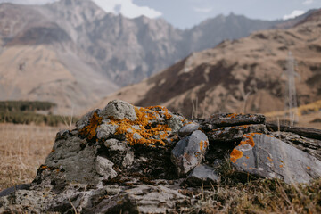 yellow moss in the Caucasus mountains