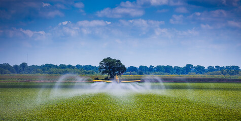 Yellow Crop Duster Airplane Aerially Applies Pesticide to Cotton Fields in Texas
