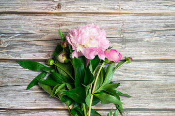 Peony Flat lay. Beautiful peony flower for any holiday. Greeting card