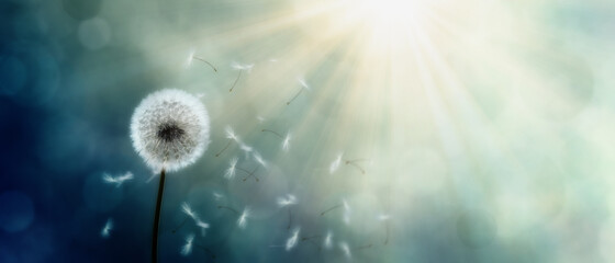 Schöne Pusteblume